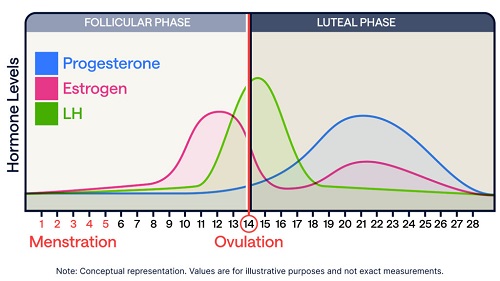 Menstrual cycle hormone infographic showing estrogen and progesterone fluctuations across phases
